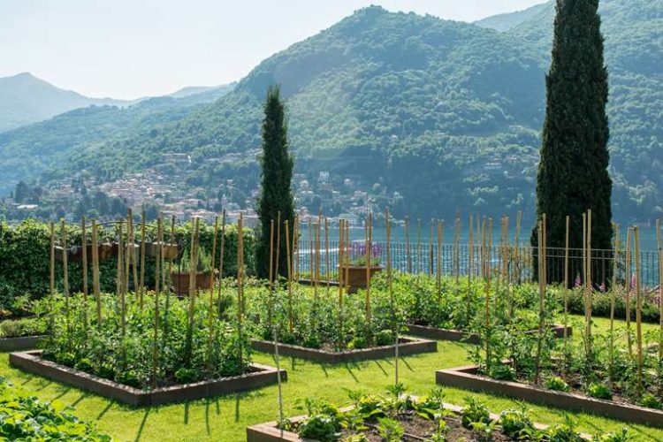 Veggie Garden