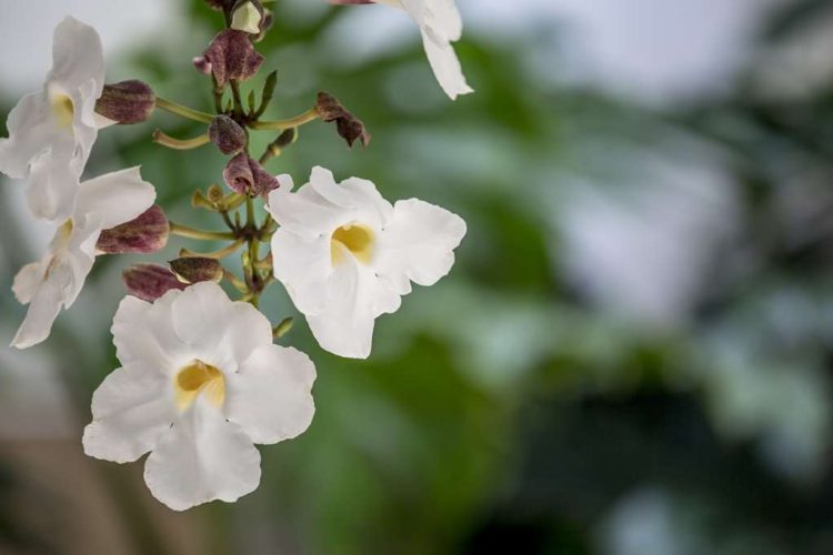 Aston Waikiki Beach Tower - Hanging Orchids