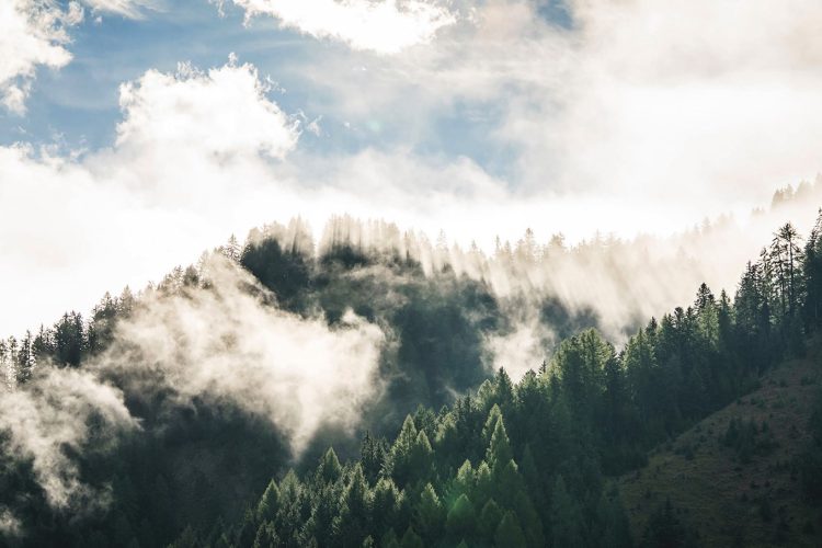 Forestis foggy mountains