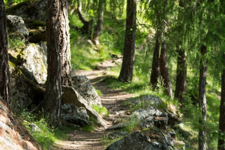 Forestis future walk